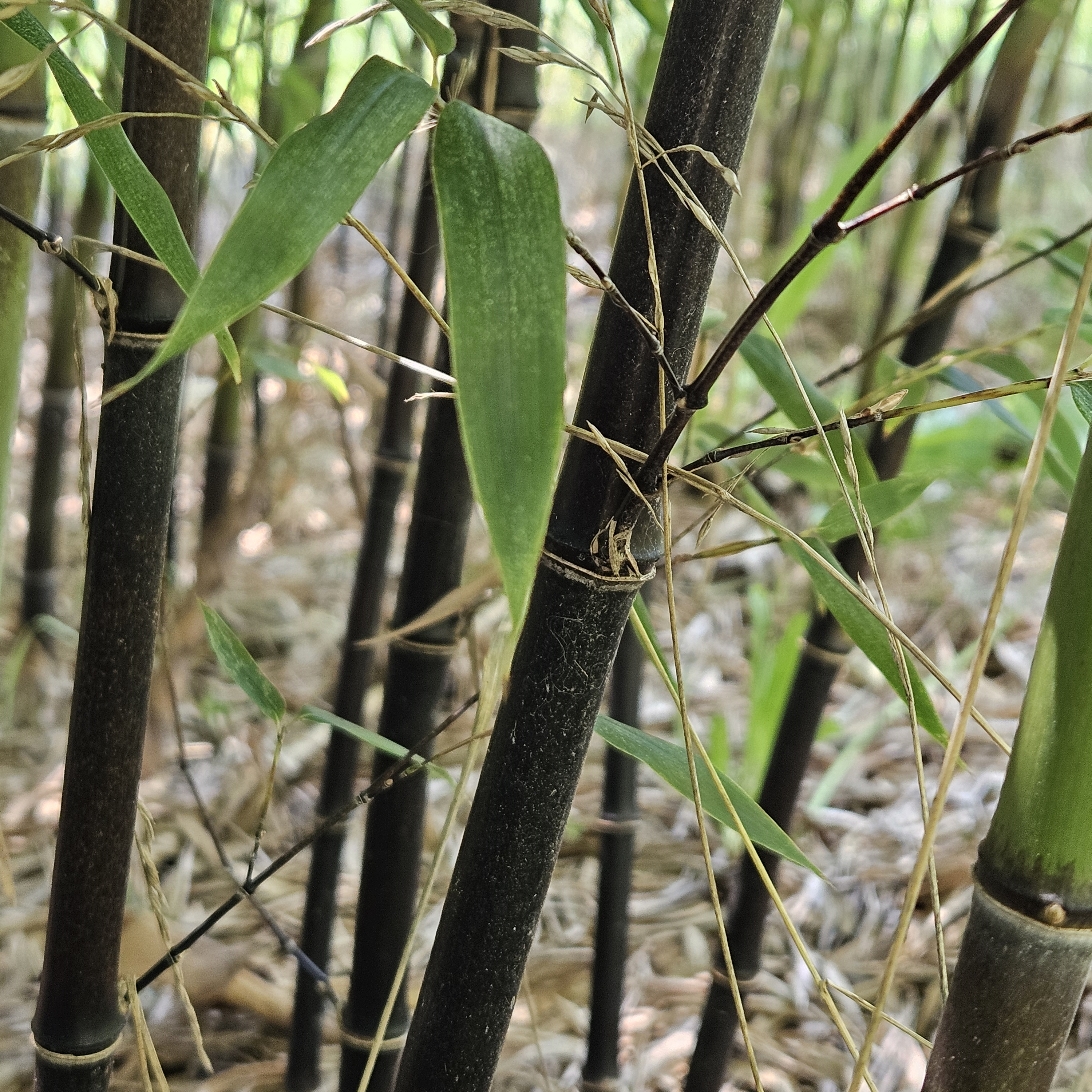 Black Bamboo – 3 Rhizomes