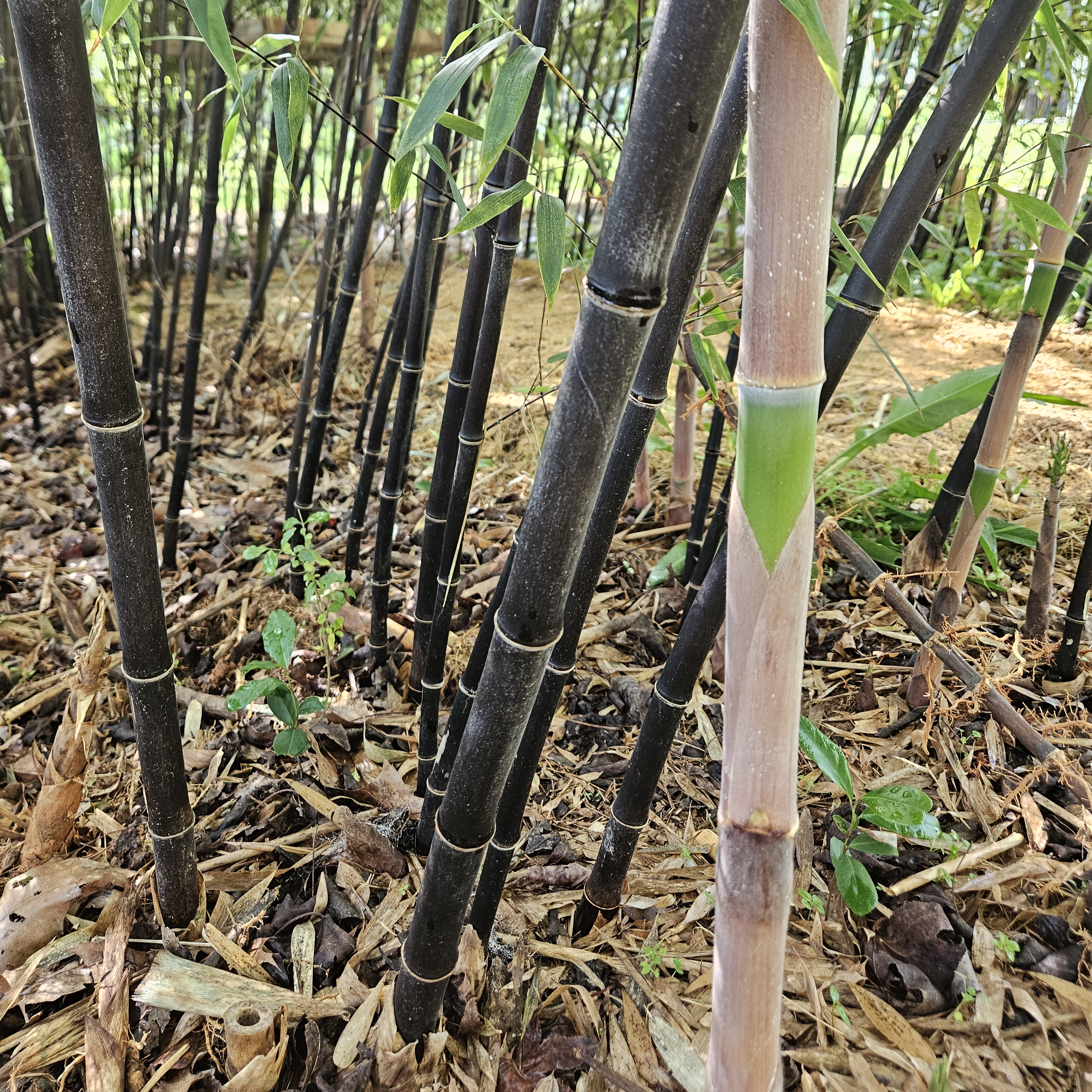 Black Bamboo – 6 Rhizomes