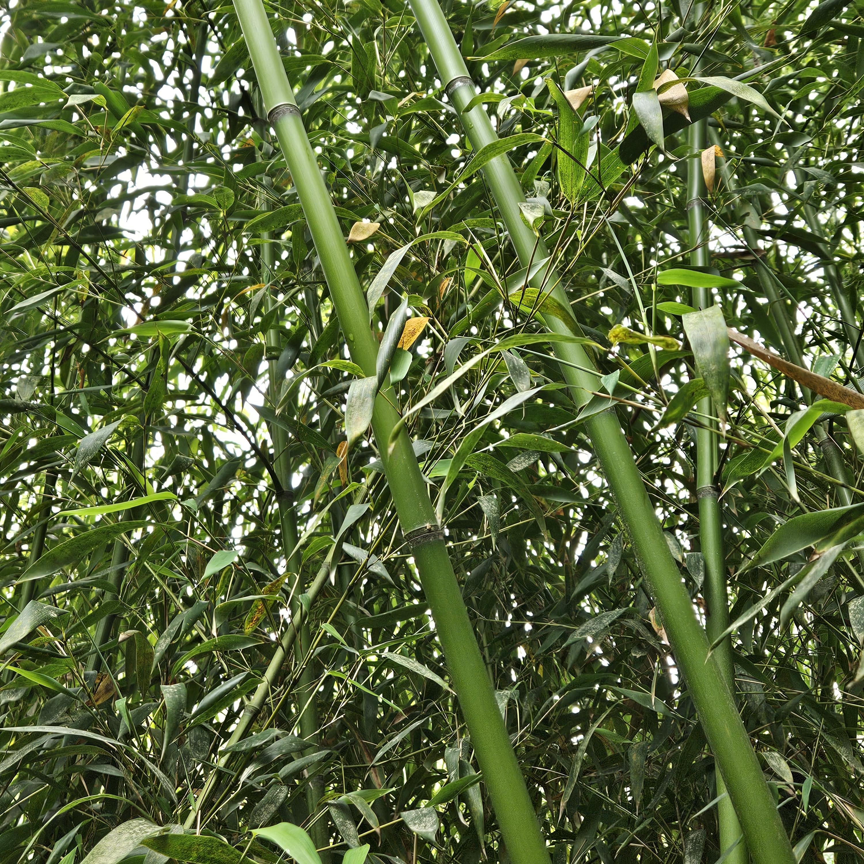 Madake Bamboo – 6 Rhizomes